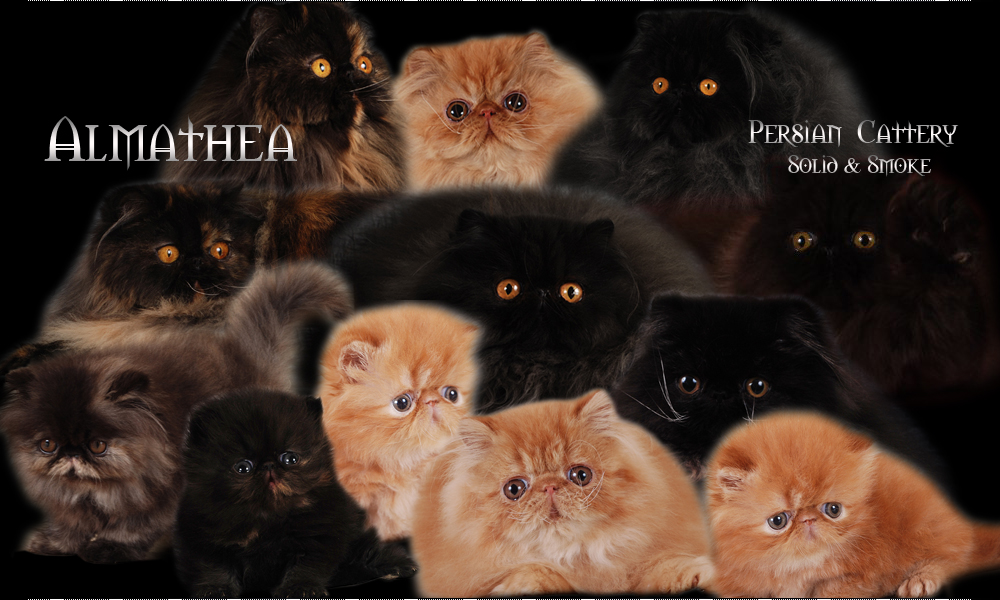 Persian Cats Cattery - Almathea